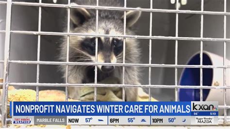 How Austin Wildlife Rescue navigates winter care for Central Texas animals